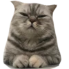 Kucing 6