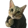 Kucing 7