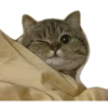 Kucing 8