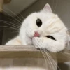 Kyot kat memes 10
