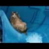 Sad Cats 10