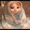 Sad Cats 11