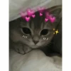 Kyot kat memes 12