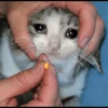 Sad Cats 12