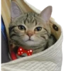 Kucing 9