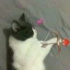 Kyot kat memes 15