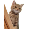 Kucing 10