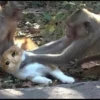 Sad Cats 13