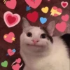 Kyot kat memes 17