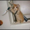 Sad Cats 14