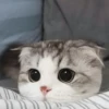Kyot kat memes 18