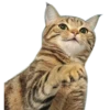 Kucing 11