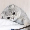 Kyot kat memes 20