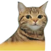 Kucing 12