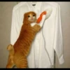 Sad Cats 15