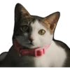 Kucing 13