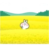 Rabbit 19
