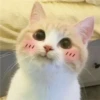 Kyot kat memes 21