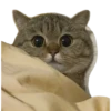 Kucing 14