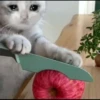 Sad Cats 16