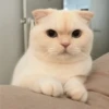 Kyot kat memes 23