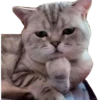 Kucing 15