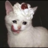Sad Cats 17