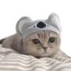 Kucing 17