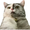 Kucing 18