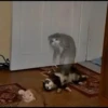Sad Cats 20