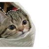 Kucing 19