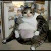 Sad Cats 23
