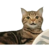 Kucing 20