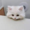 Kyot kat memes 26