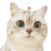 Kucing 21