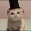 Sad Cats 24