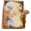 Kucing 22