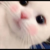 Sad Cats 25