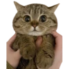 Kucing 23