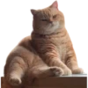 Kucing 24