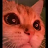 Kucing 25
