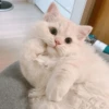 Kyot kat memes 29