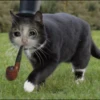 Sad Cats 29
