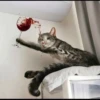 Sad Cats 30