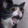Animals 5