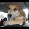Animals 6