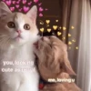 StiPack Meow 5