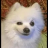 Animals 7