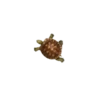 Animals 5