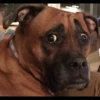 Animals 10